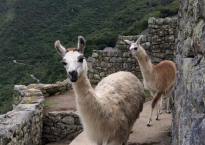 Alpacas subiendo la montaña
